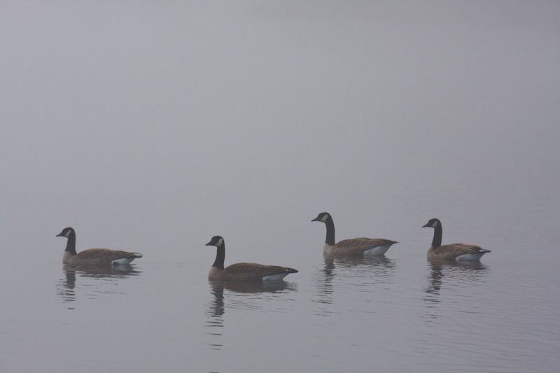 Canadian Geese